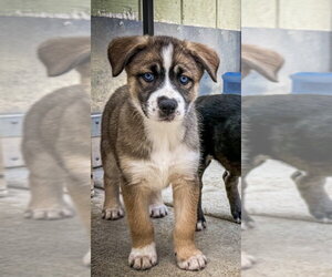 Labrador Retriever-Unknown Mix Dogs for adoption in San Diego, CA, USA