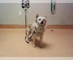 Small Mutt