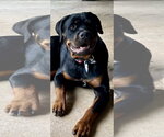 Small #2 Rottweiler