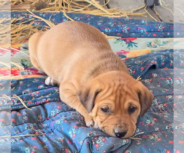 Medium Photo #2 Labrador Retriever-Unknown Mix Puppy For Sale in Alexander, AR, USA