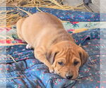 Small #1 Labrador Retriever Mix