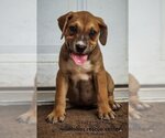 Small Photo #21 Mutt Puppy For Sale in Holly Springs, NC, USA