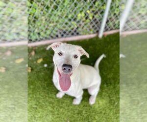 Labrador Retriever-Unknown Mix Dogs for adoption in Rowlett, TX, USA