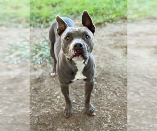 Medium Photo #1 American Pit Bull Terrier Puppy For Sale in Riverside, CA, USA