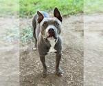 Small American Pit Bull Terrier