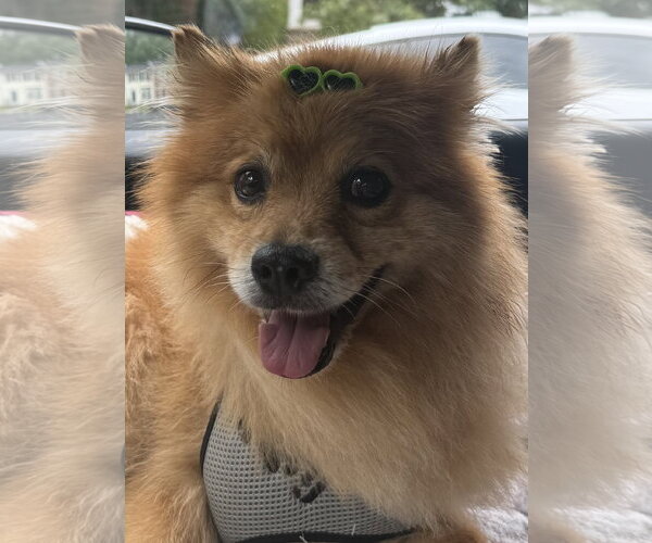 Medium Photo #4  Puppy For Sale in , 