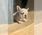 Small Photo #12 French Bulldog Puppy For Sale in PARADISE VALLEY, AZ, USA