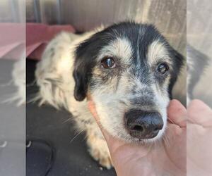 Cavalier King Charles Spaniel-Dachshund Mix Dogs for adoption in San Antonio, TX, USA