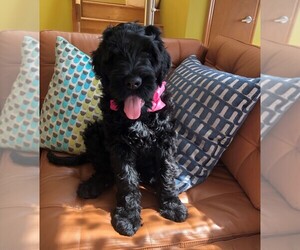Black Russian Terrier Puppy for sale in BUSHKILL, PA, USA
