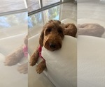 Small #9 Doodle-Goldendoodle Mix