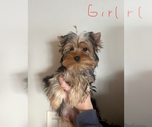 Yorkshire Terrier Puppy for sale in SAVAGE, MN, USA