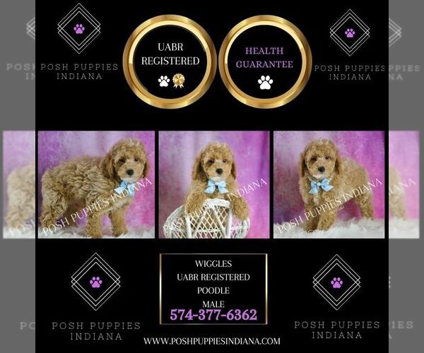 Medium Photo #67 Poodle (Toy) Puppy For Sale in WARSAW, IN, USA