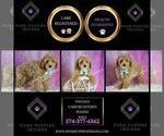 Small Photo #67 Poodle (Toy) Puppy For Sale in WARSAW, IN, USA