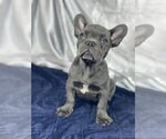 Small Photo #1 French Bulldog Puppy For Sale in BELLE MEAD, NJ, USA