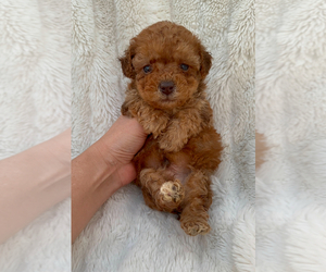 Poodle (Toy) Litter for sale in CAMPBELLSVILLE, KY, USA