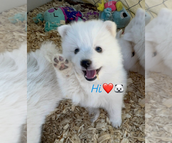 Medium Photo #1 Japanese Spitz Puppy For Sale in CLEARLAKE OAKS, CA, USA