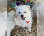 Small Japanese Spitz