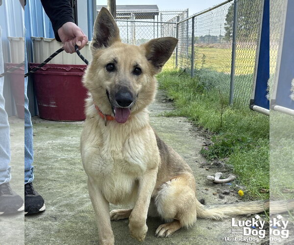 Medium Photo #2 German Shepherd Dog-Unknown Mix Puppy For Sale in Washington, DC, USA