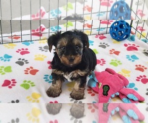Yorkshire Terrier Puppy for sale in ORO VALLEY, AZ, USA