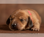 Small Photo #11 Dachshund Puppy For Sale in CROWLEY, TX, USA