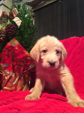 Medium Photo #1 Labradoodle Puppy For Sale in BIXBY, OK, USA