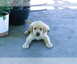 Puppy Light Pink Labrador Retriever