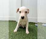 Small Photo #7 Boxer-Unknown Mix Puppy For Sale in Pompano Beach , FL, USA