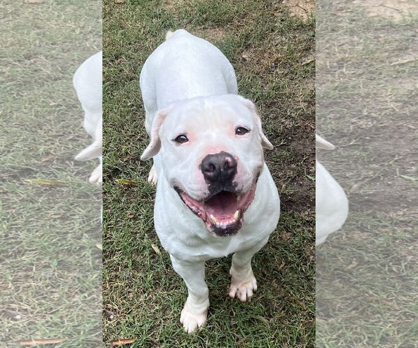 Medium Photo #12 American Bulldog Puppy For Sale in Lexington, SC, USA