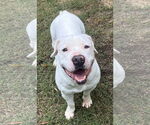 Small #11 American Bulldog
