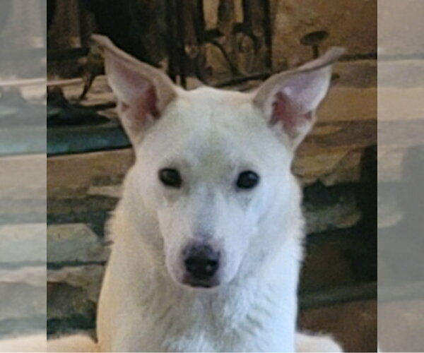 Medium Photo #5 Unknown-white german shepherd Mix Puppy For Sale in Hoffman Estates, IL, USA