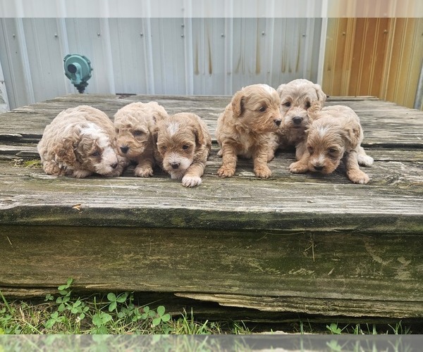 Medium Photo #1 Goldendoodle mix (+ Poodle Miniature) Puppy For Sale in NILES, MI, USA