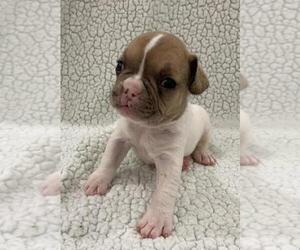 French Bulldog Puppy for sale in CHARLESTON, SC, USA