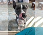 Small #3 American Pit Bull Terrier-American Staffordshire Terrier Mix