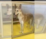 Small #27 Collie-German Shepherd Dog Mix
