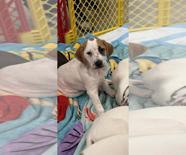 Medium Photo #6 Mutt Puppy For Sale in Wenonah, NJ, USA