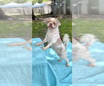 Small #1 Shih Tzu