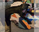 Small #6 Labrador Retriever Mix