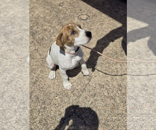 Medium Photo #15 Labrador Retriever-Unknown Mix Puppy For Sale in Rosenberg, TX, USA