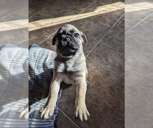 Father of the Pug puppies born on 06/14/2025