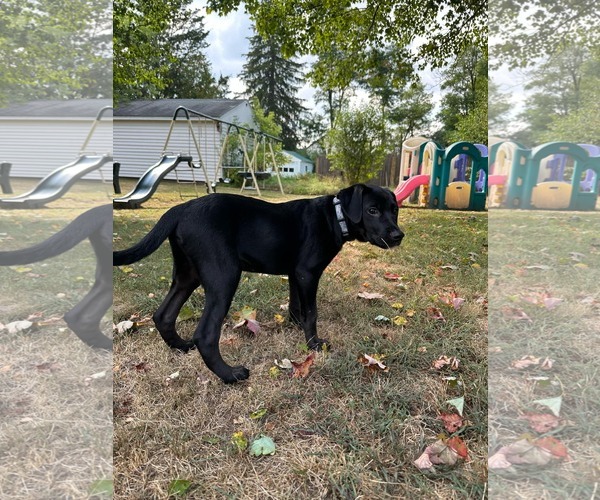 Medium Photo #5 Labrador Retriever-Unknown Mix Puppy For Sale in Alexander, AR, USA