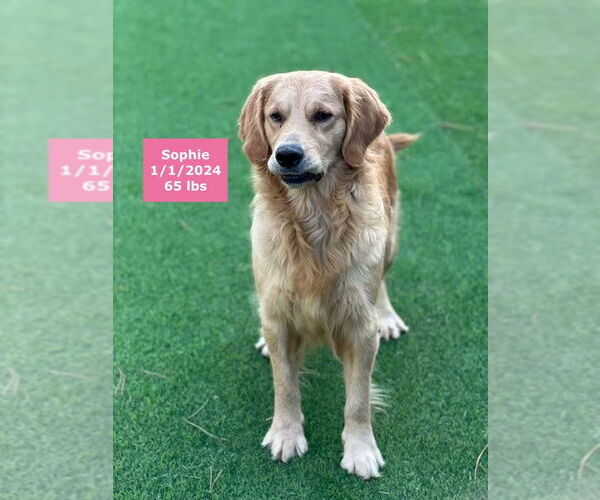 Medium Photo #6 Golden Retriever Puppy For Sale in West Hollywood, CA, USA