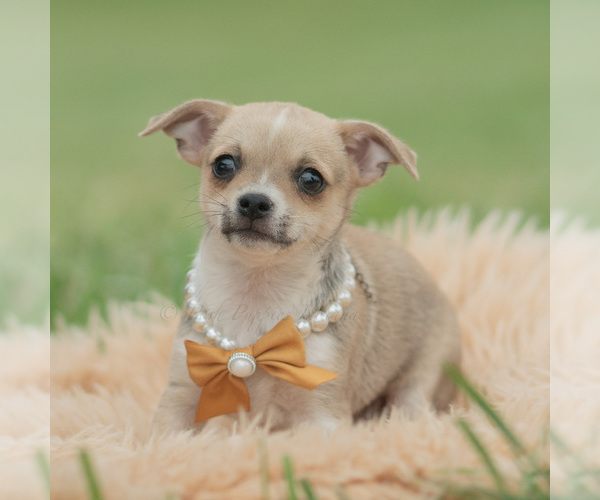Medium Photo #6 Chihuahua Puppy For Sale in WARSAW, IN, USA