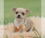 Small Photo #66 Chihuahua Puppy For Sale in WARSAW, IN, USA