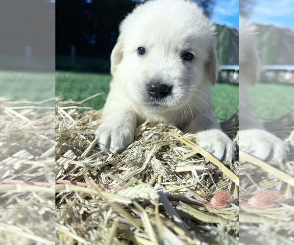 Medium Photo #8 Golden Retriever Puppy For Sale in NEOLA, WV, USA