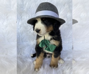 Bernese Mountain Dog Puppy for sale in BEECH GROVE, IN, USA
