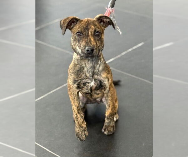 Medium Photo #26 Mutt Puppy For Sale in Brewster, NY, USA