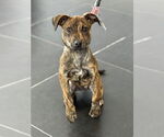 Small #25 Mutt
