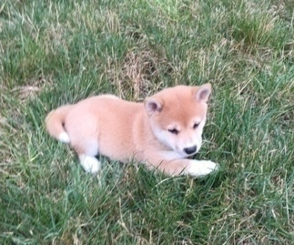 Medium Photo #5 Shiba Inu Puppy For Sale in MILLERSTOWN, PA, USA