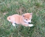 Small Photo #5 Shiba Inu Puppy For Sale in MILLERSTOWN, PA, USA