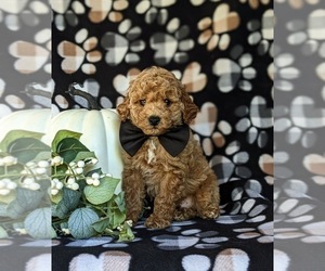 Poodle (Toy) Puppy for sale in KIRKWOOD, PA, USA